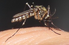 Aedes atropalpus