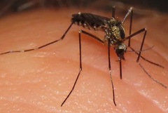 Aedes atropalpus