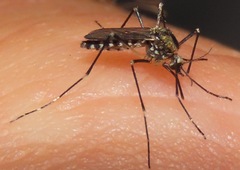 Aedes atropalpus