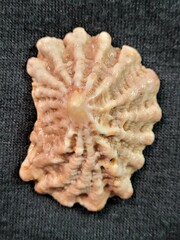 Crucibulum scutellatum