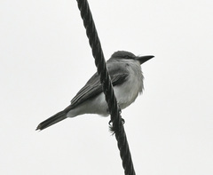 Tyrannus dominicensis