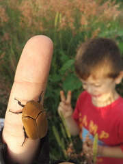 Hologymnetis cinerea