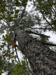 Pinus elliottii