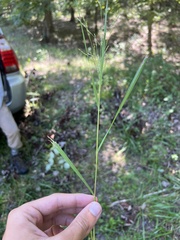 Panicum dichotomiflorum