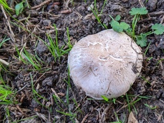 Agaricus xanthodermus