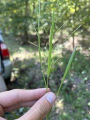 Panicum dichotomiflorum