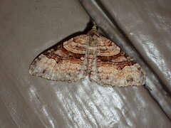 Xanthorhoe