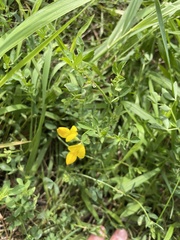 Lotus corniculatus