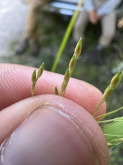 Panicum dichotomiflorum