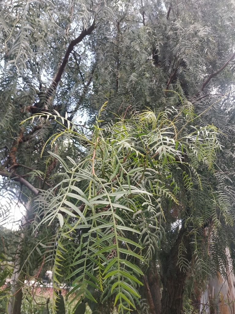 Peruvian Pepper Tree from Pathé, Méx., México on September 10, 2022 at ...