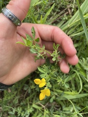 Lotus corniculatus