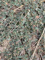 Euphorbia glyptosperma