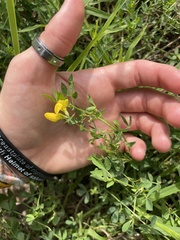 Lotus corniculatus