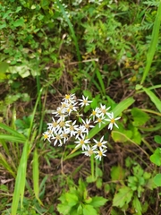 Aster scaber