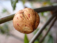 Amphibolips quercuspomiformis