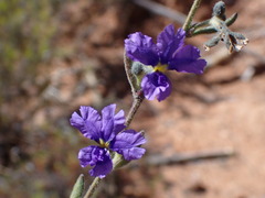 Dampiera adpressa