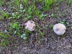 Agaricus xanthodermus