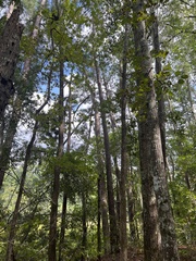 Pinus elliottii