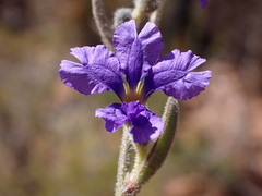 Dampiera adpressa