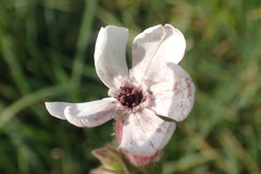 Microbotryum lychnidis-dioicae