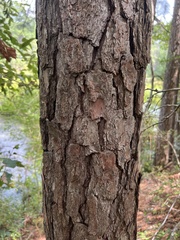Pinus elliottii