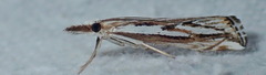 Catoptria staudingeri
