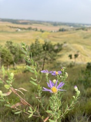 Symphyotrichum oblongifolium