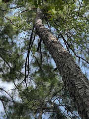 Pinus elliottii