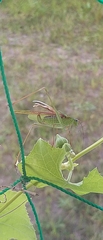 Phaneroptera nigroantennata