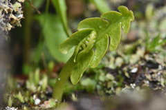 Botrychium neolunaria