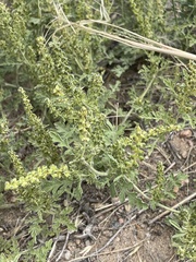 Ambrosia acanthicarpa