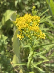 Solidago riddellii