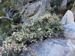 Holodiscus discolor microphyllus