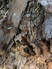 Atanycolus longicauda