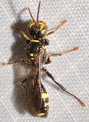Mellinus bimaculatus