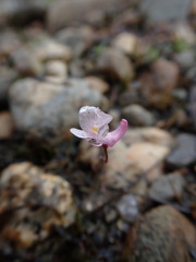 Utricularia resupinata