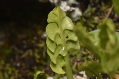 Botrychium neolunaria