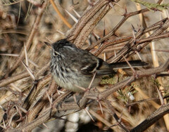 Anairetes flavirostris