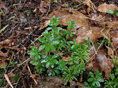 Galium triflorum