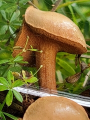 Chalciporus piperatus