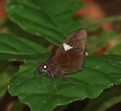 Notocrypta paralysos