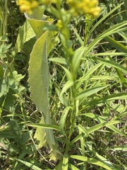 Solidago riddellii