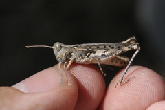 Eupnigodes sierranus