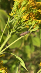 Paraulacizes irrorata