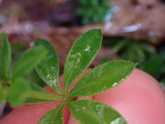 Galium triflorum