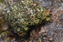 Psoroma hypnorum