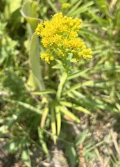 Solidago riddellii