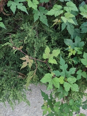 Ampelopsis glandulosa