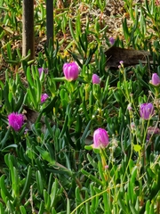 Carpobrotus rossii