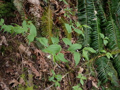 Prosartes hookeri
